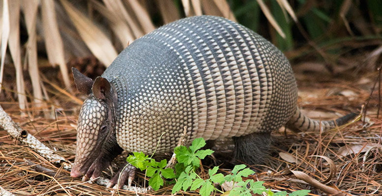Patagonya Gezi Rehberi 37 arjantin armadillo