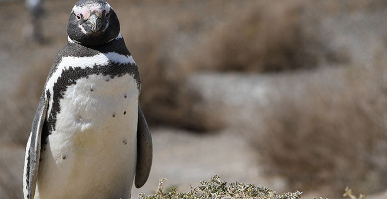 Patagonya Gezi Rehberi 31 arjantin penguen