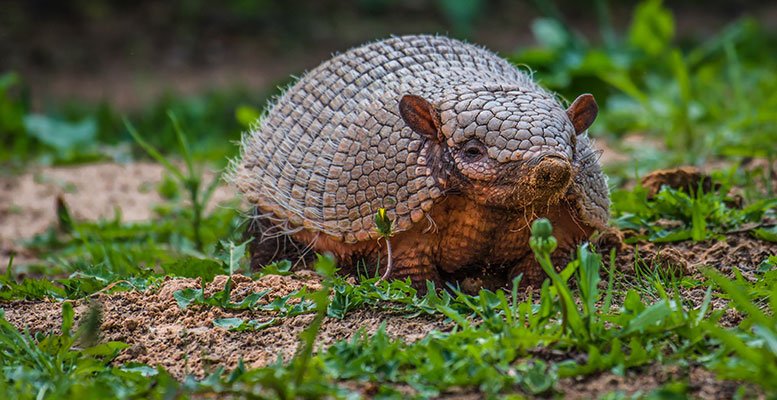 Patagonya Gezi Rehberi 36 armadillo fotograflari