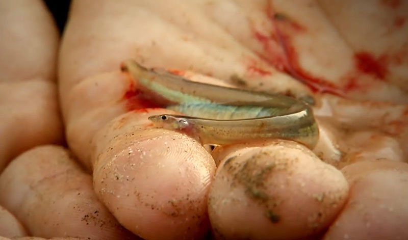 Amazon Nehri'nde Yaşayan Balıklar