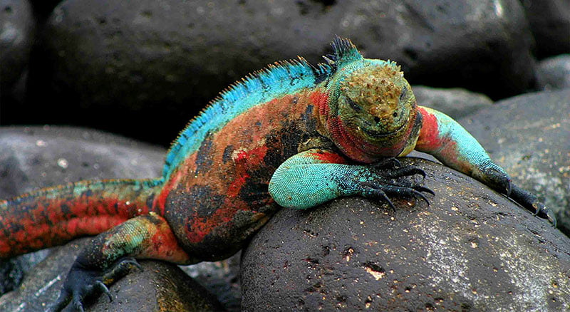 Galapagos Adalarında Yaşayan Hayvanlar