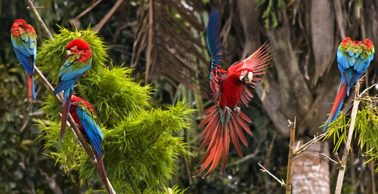 Amazon Papağan