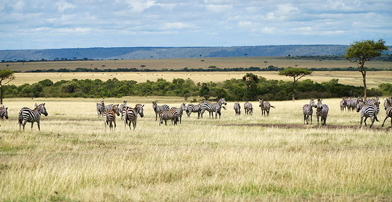 Kenya Safari Hayvanları