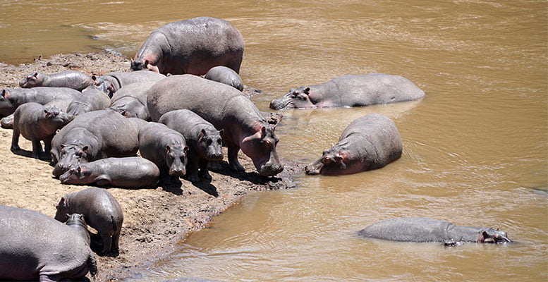 Afrika Hipopotam
