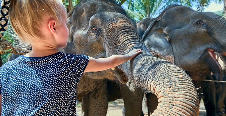 Tayland ElephantsWorld