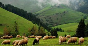 giresun yaylalari gezi rehberi