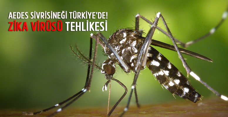 Zika Virüsü Türkiye